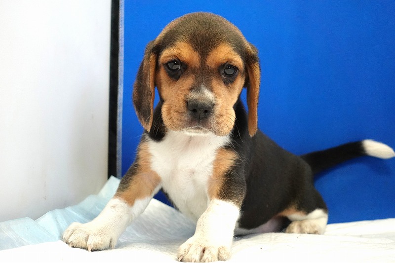 2023年12月11日生まれのビーグル女の子。