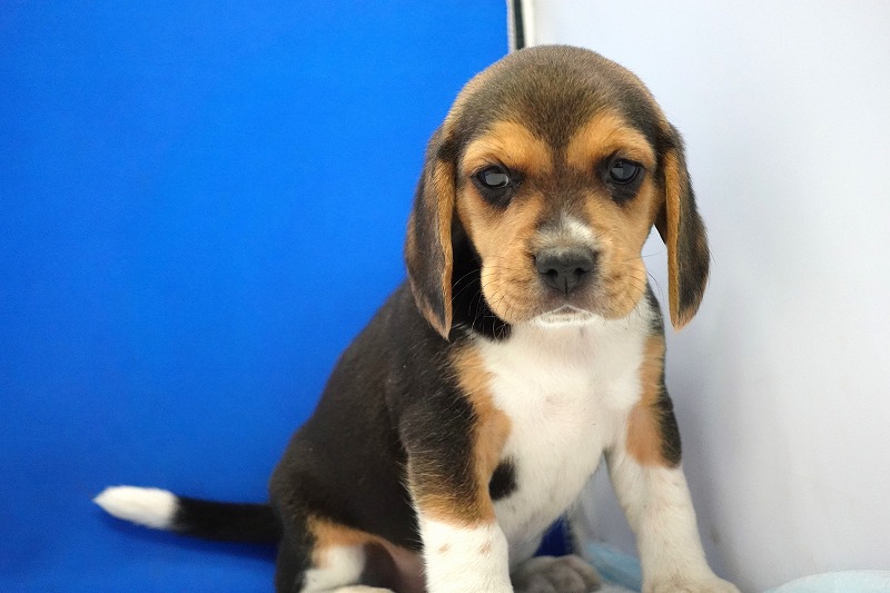 2023年12月11日生まれのビーグル女の子。