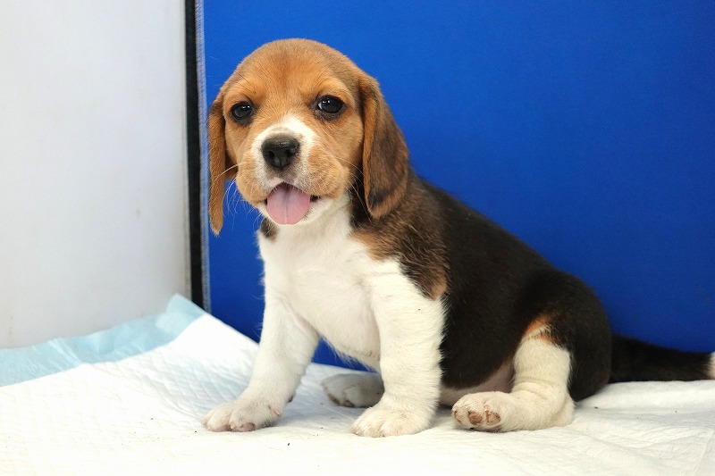 2023年12月11日生まれのビーグル女の子2。