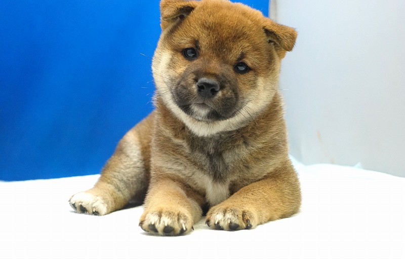 2025年06月10日生まれの赤の女の子2。