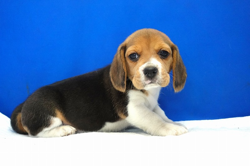 2023年12月11日生まれのビーグル女の子2。