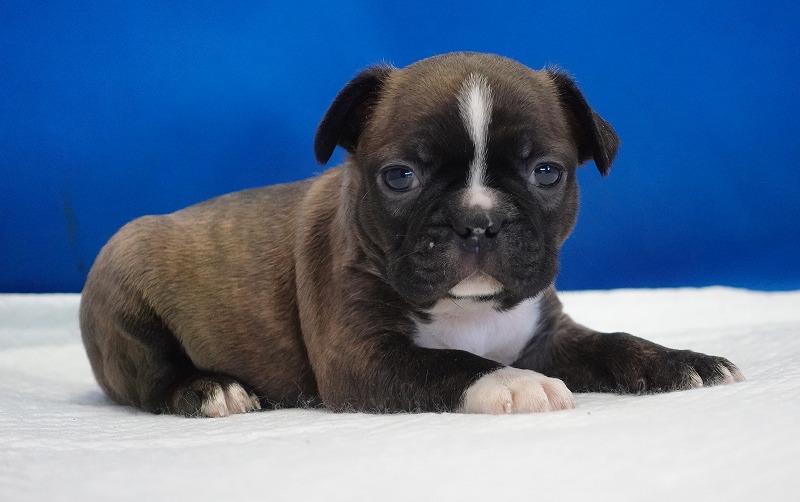 2026年2月7日生まれのミックスの男の子。