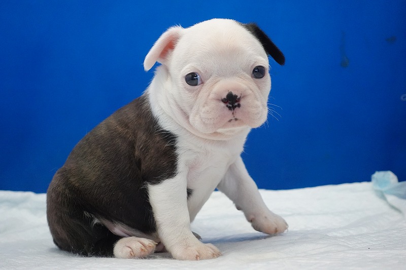 2026年2月7日生まれのミックスの男の子。