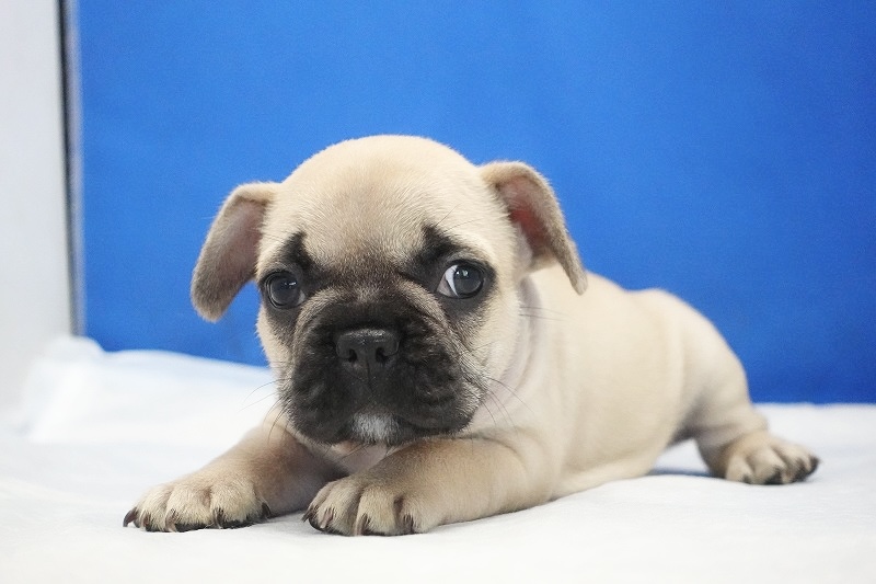 2024年9月06日生まれのフォーンの男の子です。