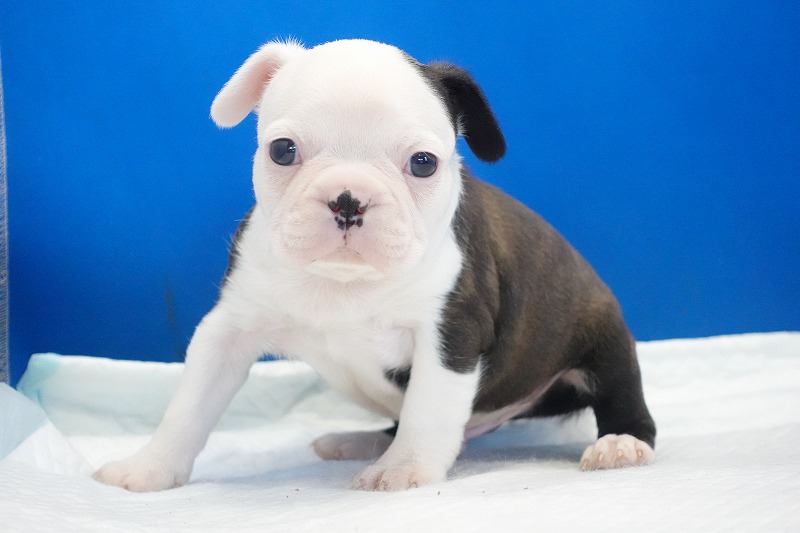 2026年2月7日生まれのミックスの男の子。