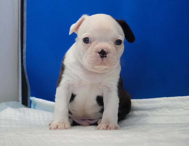 2026年2月7日生まれのミックスの男の子。