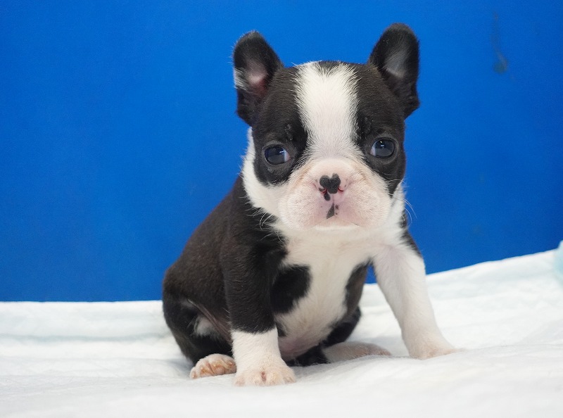 2026年2月7日生まれのミックスの女の子。