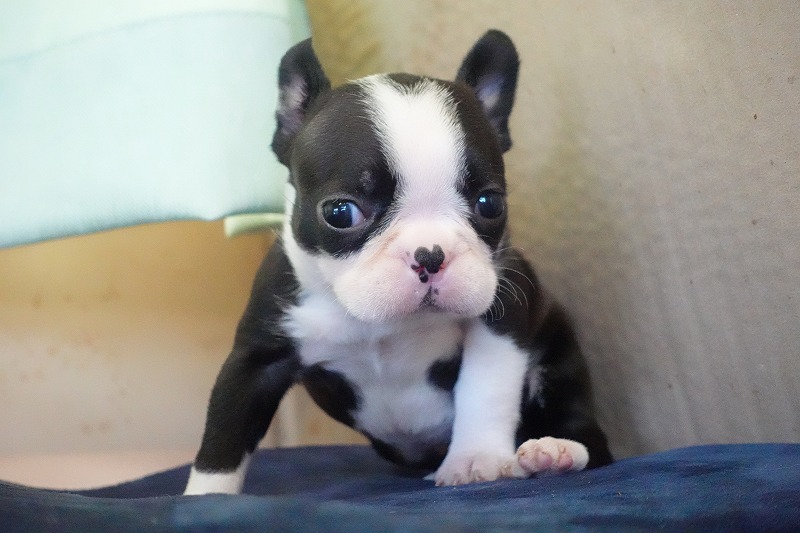 2026年2月7日生まれのミックスの女の子。