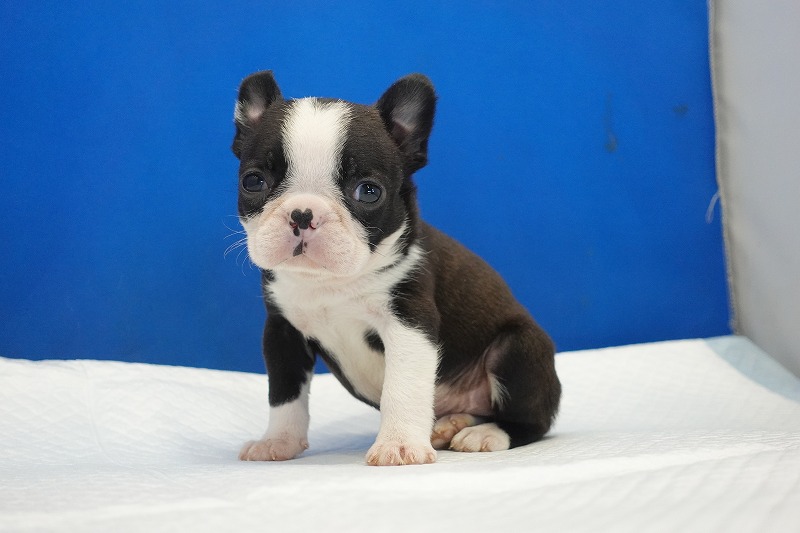 2026年2月7日生まれのミックスの女の子。