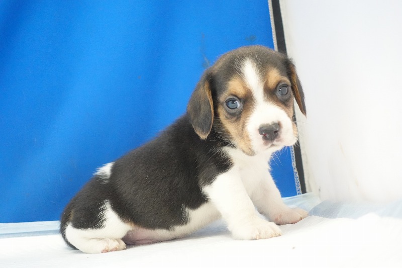 2025年12月23日生まれのビーグルの男の子