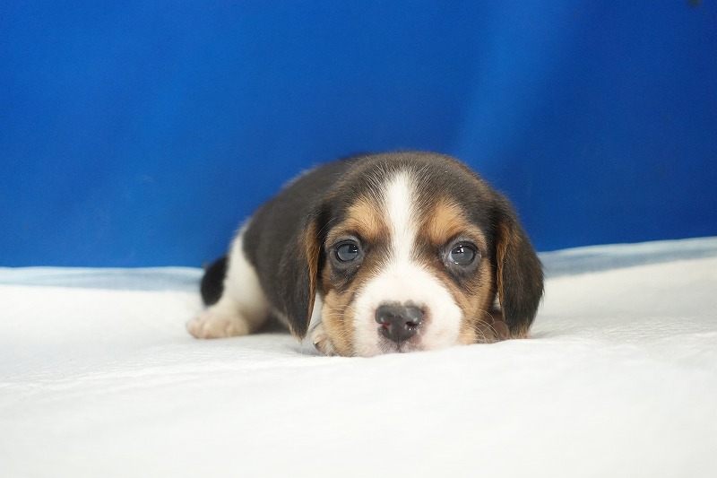 2025年12月23日生まれのビーグルの男の子
