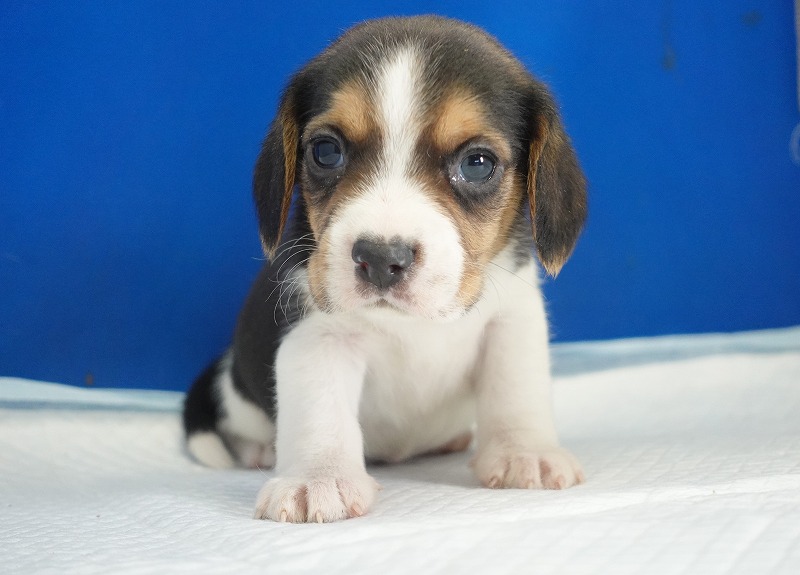 2025年12月23日生まれのビーグルの男の子