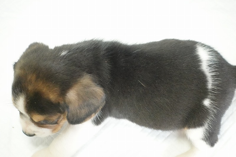 2025年12月23日生まれのビーグルの男の子