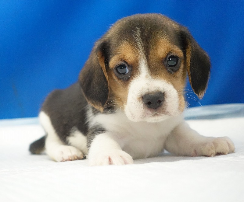 2025年12月23日生まれのビーグルの女の子1