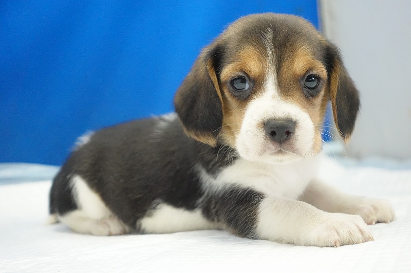 2025年12月23日生まれのビーグルの女の子1