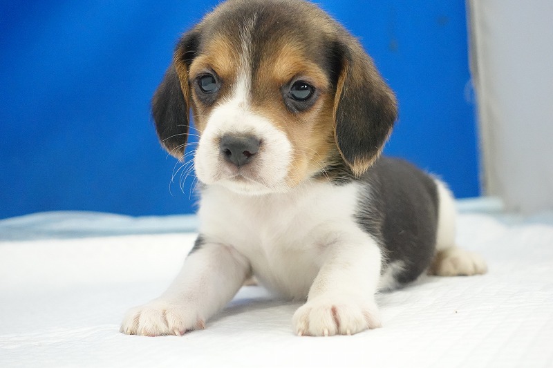 2025年12月23日生まれのビーグルの女の子1
