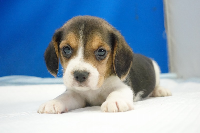 2025年12月23日生まれのビーグルの女の子１