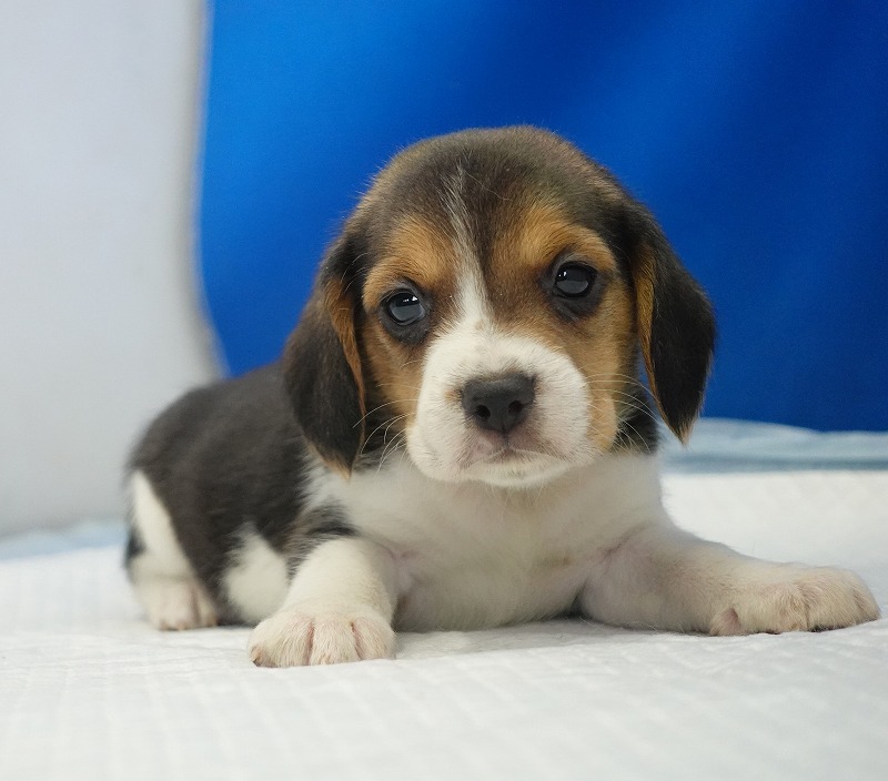 2025年12月23日生まれのビーグルの女の子1