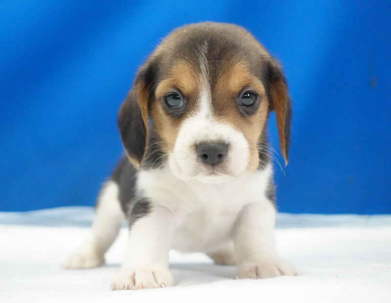 2025年12月23日生まれのビーグルの女の子1