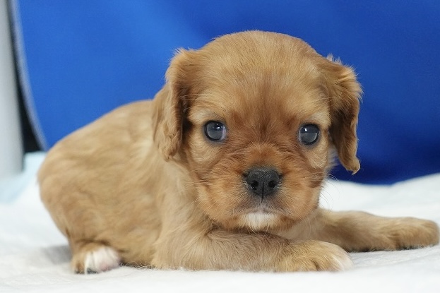 2024年5月27日生まれのルビーの女の子