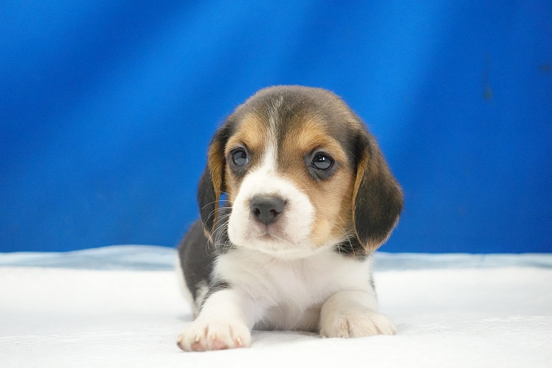 2025年12月23日生まれのビーグルの女の子1