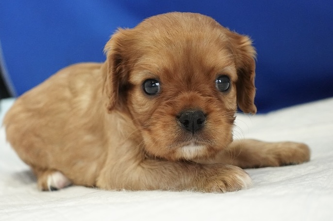 2024年5月27日生まれのルビーの女の子