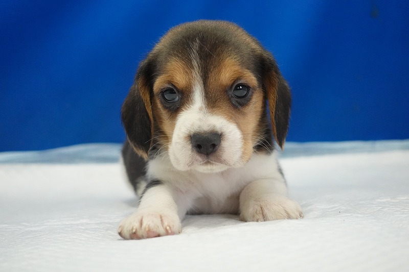 2025年12月23日生まれのビーグルの女の子1