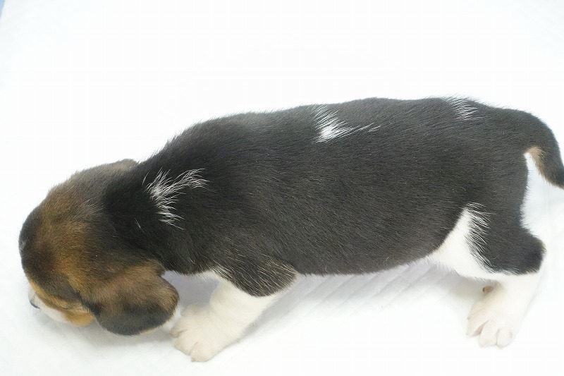 2025年12月23日生まれのビーグルの女の子1