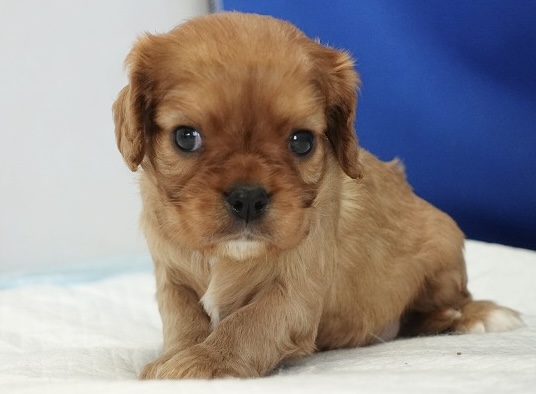 2024年5月27日生まれのルビーの女の子