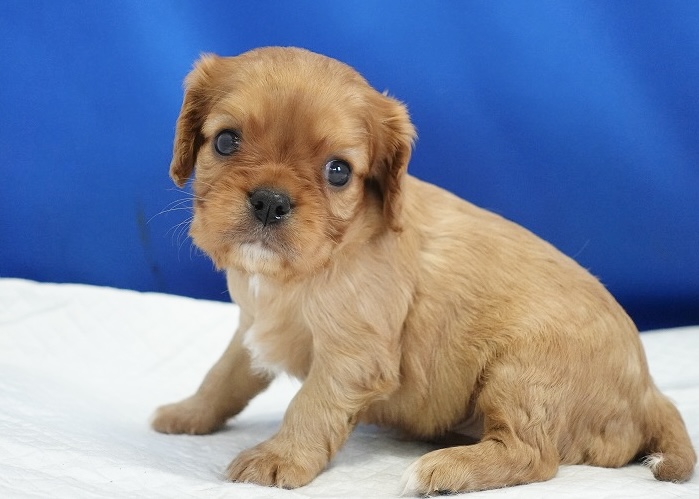 2024年5月27日生まれのルビーの女の子