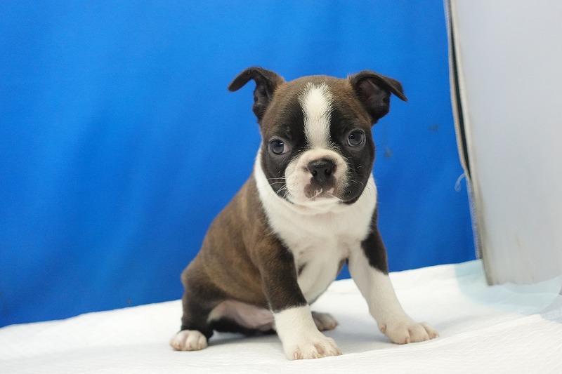 2025年07月06日生まれのボストンテリアの男の子3。
