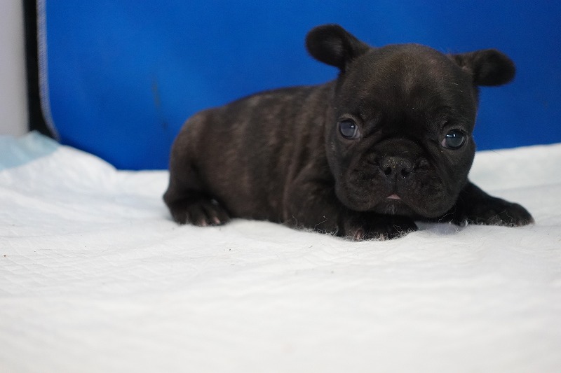 2023年1月1日生まれのブリンドルの男の子２。