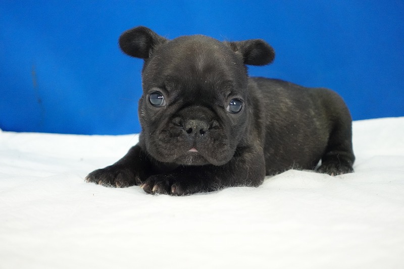 2023年1月1日生まれのブリンドルの男の子２。