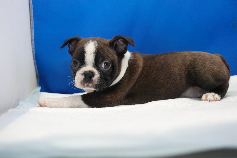 2025年07月06日生まれのボストンテリアの男の子3。