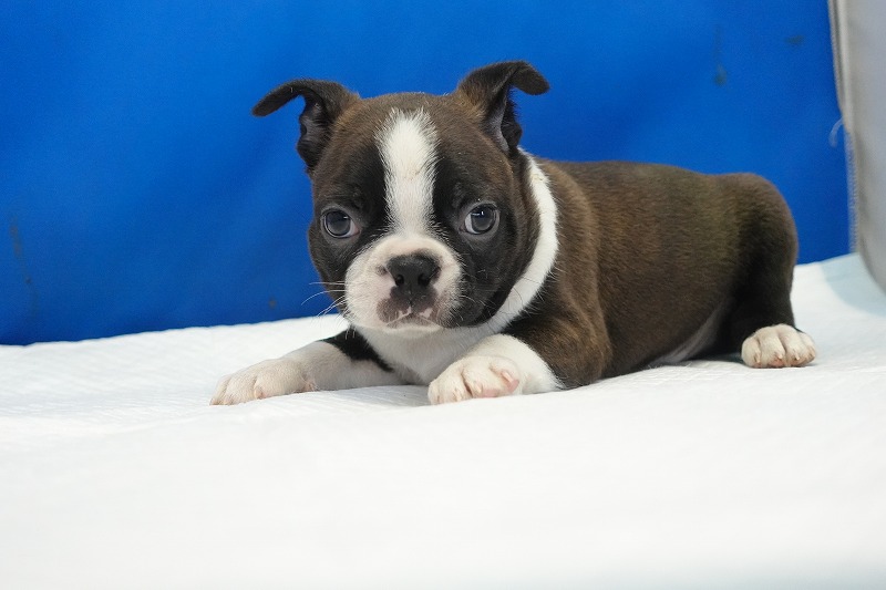 2025年07月06日生まれのボストンテリアの男の子3。