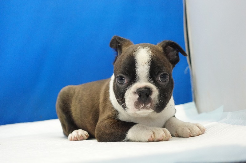 2025年07月06日生まれのボストンテリアの男の子3。