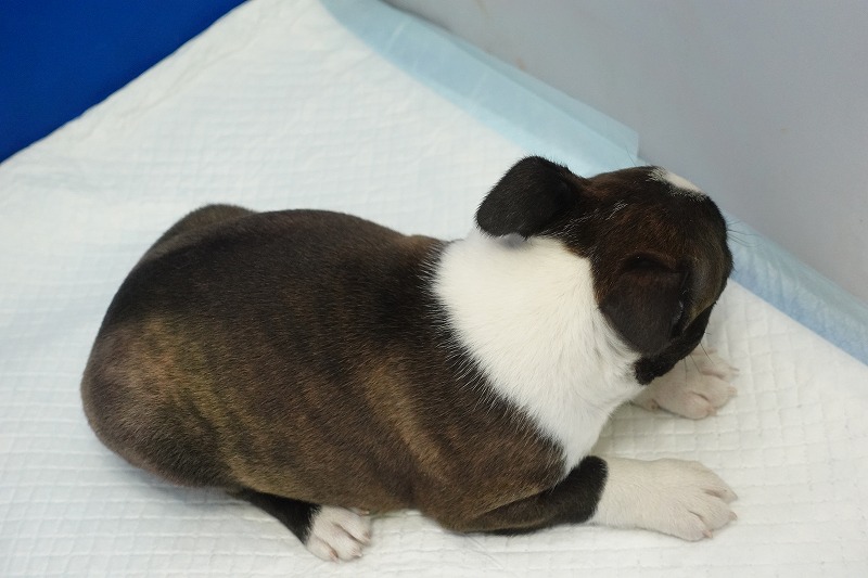 2025年07月06日生まれのボストンテリアの男の子3。