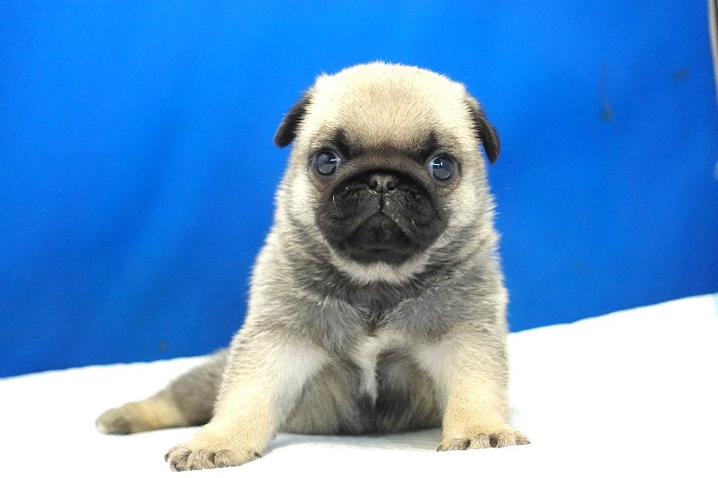 2025年07月12日生まれのパグフォーンの女の子。