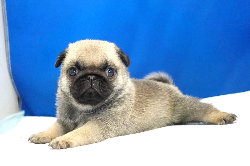 2025年07月12日生まれのパグフォーンの女の子。