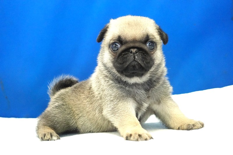 2025年07月12日生まれのパグフォーンの女の子。