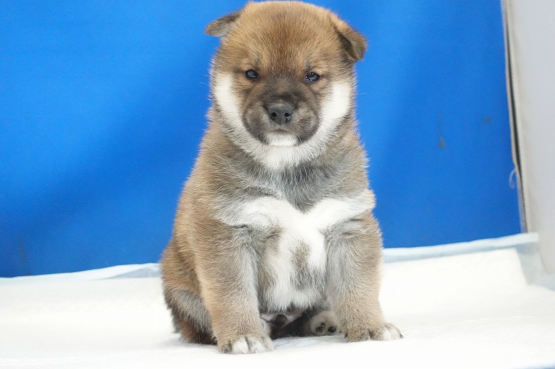 2025年12月26日生まれの柴犬赤の男の子