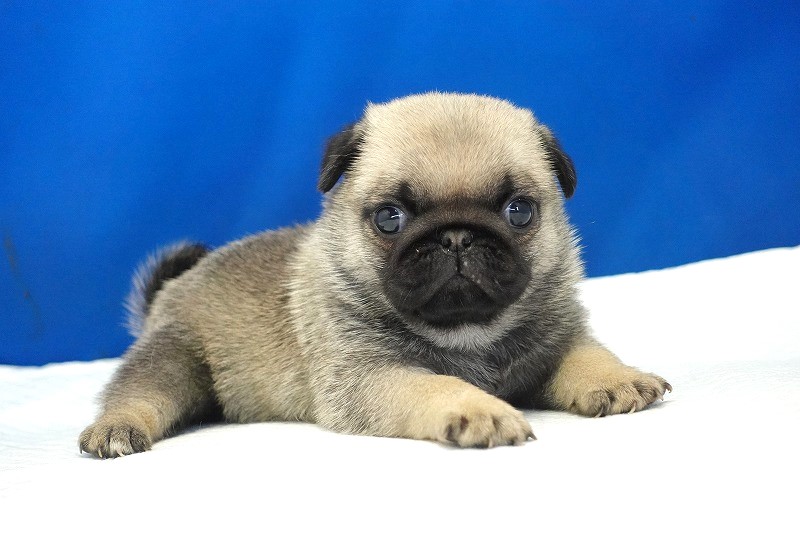 2025年07月12日生まれのパグフォーンの女の子。