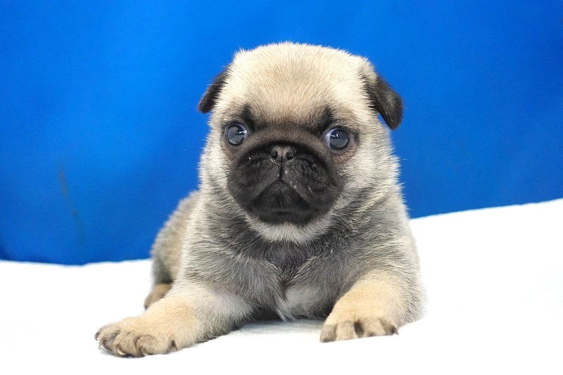 2025年07月12日生まれのパグフォーンの女の子。