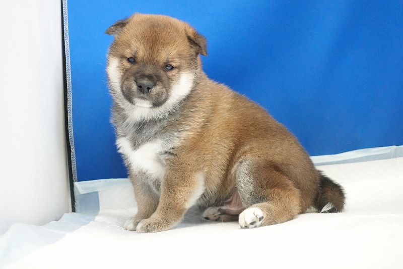 2025年12月26日生まれの柴犬赤の男の子