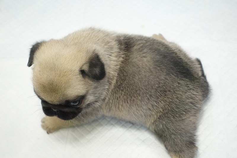 2025年07月12日生まれのパグフォーンの女の子。