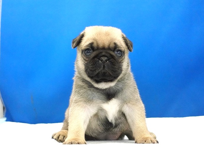 2025年07月12日生まれのパグフォーンの女の子２。