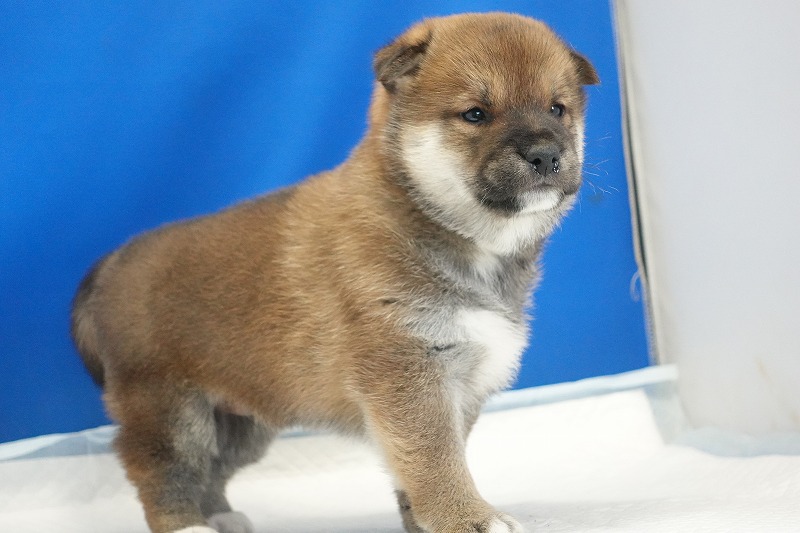 2025年12月26日生まれの柴犬赤の男の子