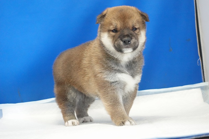 2025年12月26日生まれの柴犬赤の男の子