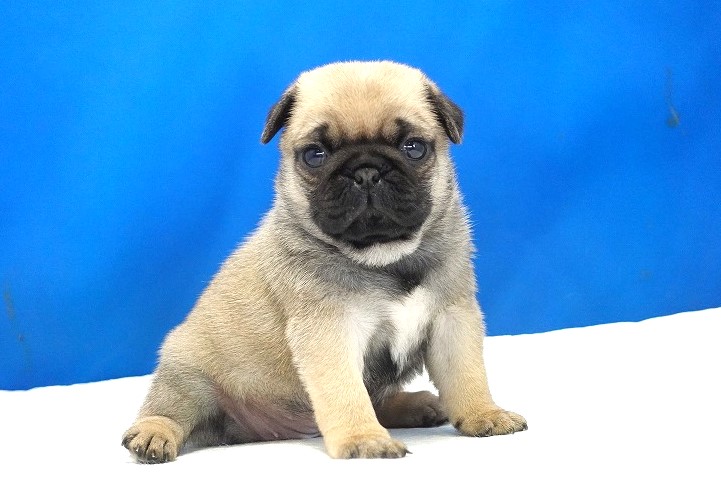 2025年07月12日生まれのパグフォーンの女の子2。