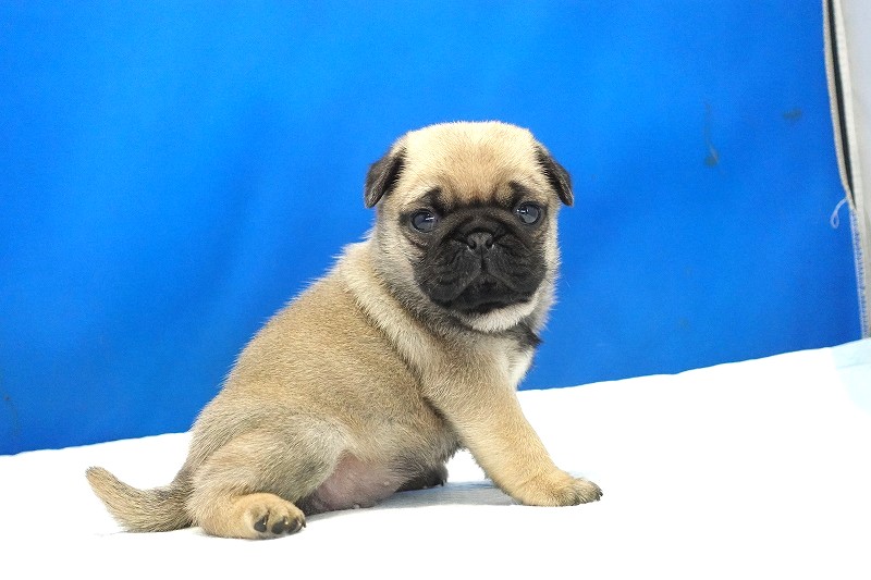 2025年07月12日生まれのパグフォーンの女の子2。